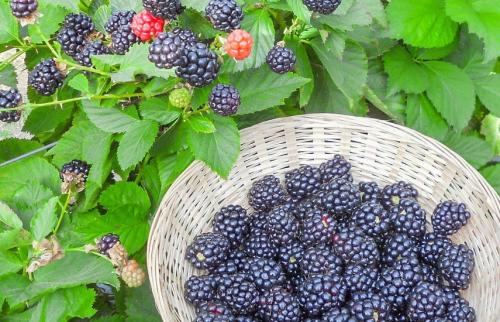 Нужно ли мульчировать почву вокруг саженцев ежевики. Выращивание ежевики. Простой уход — высокие урожаи