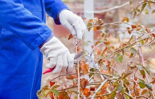 Нужно ли мульчировать почву вокруг саженцев ежевики. Выращивание ежевики. Простой уход — высокие урожаи