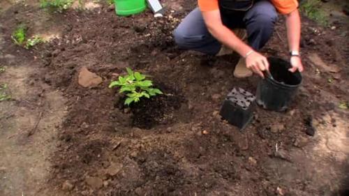 Можно ли сажать ежевику семенами, или лучше использовать саженцы. Сроки посева семян