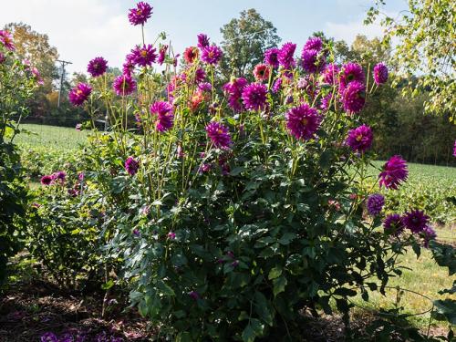 Когда выкапывать георгины осенью и как их хранить. Георгины осенью: когда выкапывать и как хранить?