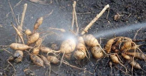 Когда выкапывать георгины осенью и как их хранить. Георгины осенью: когда выкапывать и как хранить? 04 Когда выкапывать георгины осенью и как их хранить. Георгины осенью: когда выкапывать и как хранить? 04