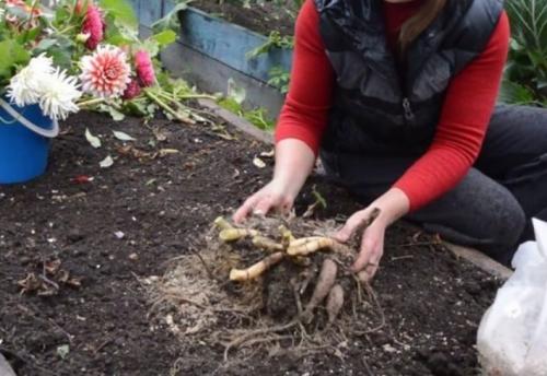 Когда выкапывать георгины осенью и как их хранить. Георгины осенью: когда выкапывать и как хранить? 03 Когда выкапывать георгины осенью и как их хранить. Георгины осенью: когда выкапывать и как хранить? 03