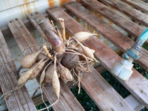 Когда выкапывать георгины осенью и как их хранить. Георгины осенью: когда выкапывать и как хранить?