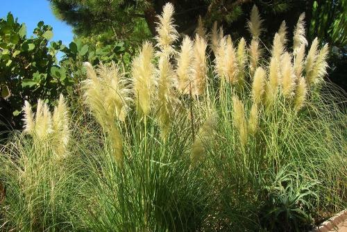 Пампасная трава белый шлейф. Пампасная трава — восхитительные разноцветные перья