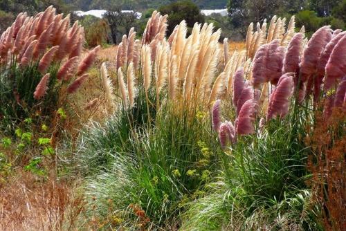 Пампасная трава белый шлейф. Пампасная трава — восхитительные разноцветные перья