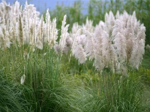 Пампасная трава белый шлейф. Пампасная трава — восхитительные разноцветные перья 06 Пампасная трава белый шлейф. Пампасная трава — восхитительные разноцветные перья 06
