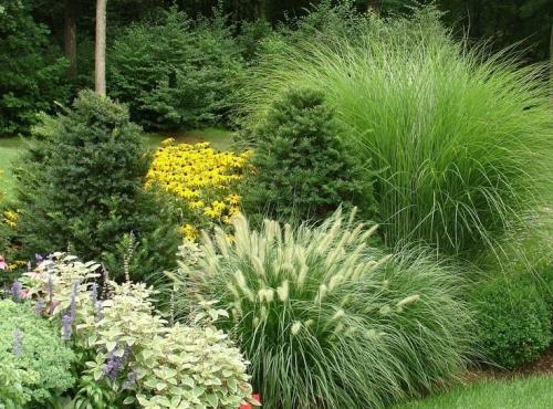 Пампасная трава белый шлейф. Пампасная трава — восхитительные разноцветные перья 07 Пампасная трава белый шлейф. Пампасная трава — восхитительные разноцветные перья 07