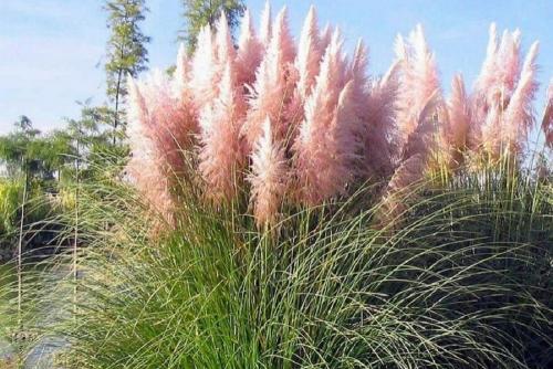 Пампасная трава белый шлейф. Пампасная трава — восхитительные разноцветные перья