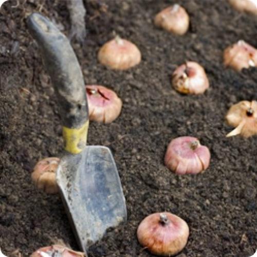 Когда выкапывать гладиолусы. ГЛАДИОЛУСЫ: КОГДА И КАК ВЫКАПЫВАТЬ