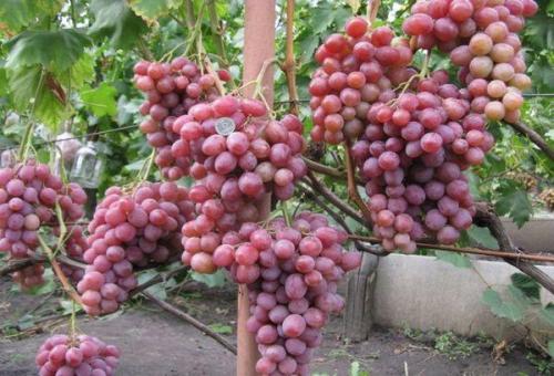 Виноград рубиновое чудо. Особенности винограда Рубиновый юбилей