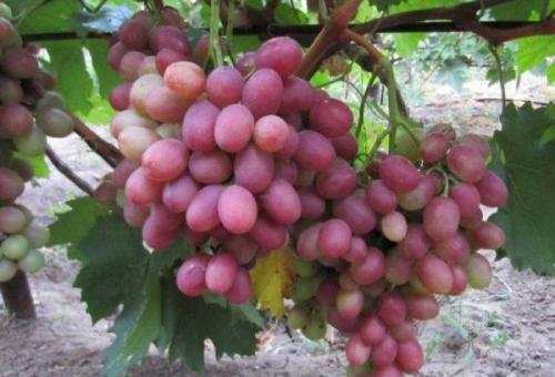 Виноград рубиновое чудо. Особенности винограда Рубиновый юбилей