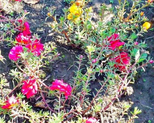 Какой грунт лучше всего подходит для низкорослых цветов. Какие правила требуется соблюдать