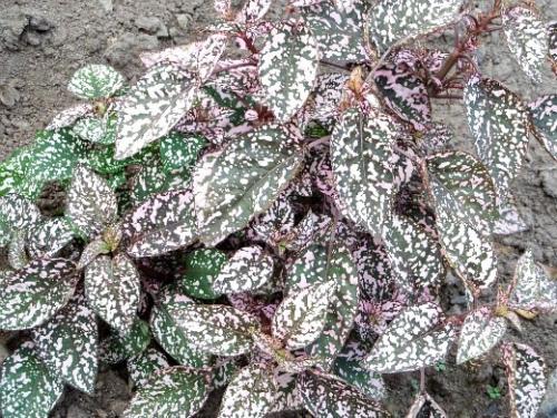 Какой грунт лучше всего подходит для низкорослых цветов. Какие правила требуется соблюдать