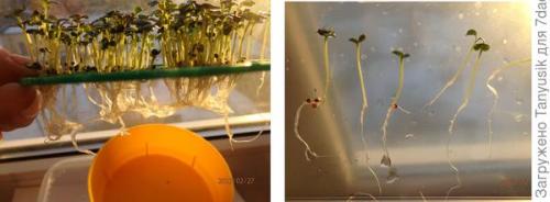 Можно ли выращивать эти семена в контейнерах. Эксперимент №2. Выбираем контейнер для проращивания семян