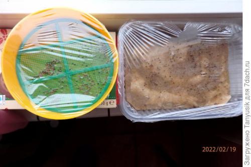 Можно ли выращивать эти семена в контейнерах. Эксперимент №2. Выбираем контейнер для проращивания семян