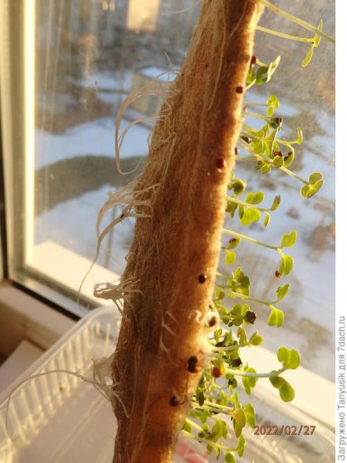 Можно ли выращивать эти семена в контейнерах. Эксперимент №2. Выбираем контейнер для проращивания семян