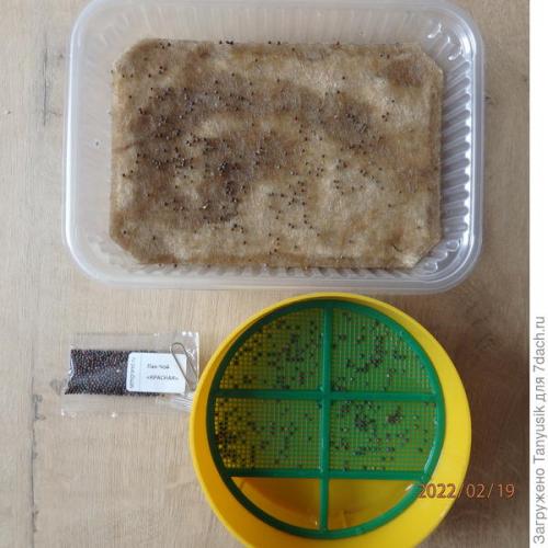 Можно ли выращивать эти семена в контейнерах. Эксперимент №2. Выбираем контейнер для проращивания семян