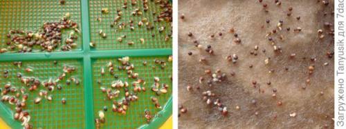 Можно ли выращивать эти семена в контейнерах. Эксперимент №2. Выбираем контейнер для проращивания семян