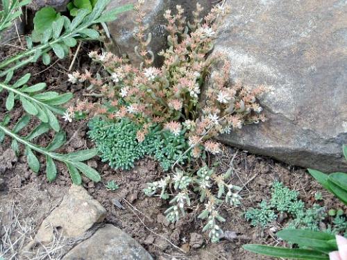 Какой грунт лучше всего подходит для низкорослых цветов. Какие правила требуется соблюдать