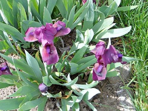 Какой грунт лучше всего подходит для низкорослых цветов. Какие правила требуется соблюдать