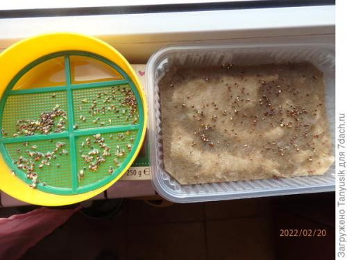 Можно ли выращивать эти семена в контейнерах. Эксперимент №2. Выбираем контейнер для проращивания семян