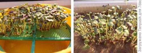 Можно ли выращивать эти семена в контейнерах. Эксперимент №2. Выбираем контейнер для проращивания семян