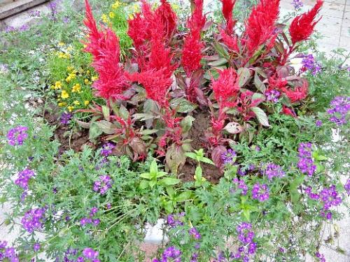 Какой грунт лучше всего подходит для низкорослых цветов. Какие правила требуется соблюдать