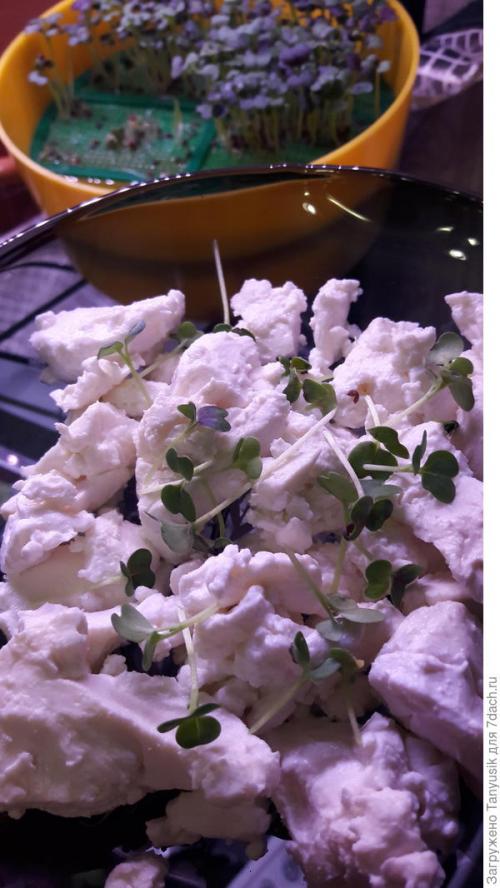 Можно ли выращивать эти семена в контейнерах. Эксперимент №2. Выбираем контейнер для проращивания семян