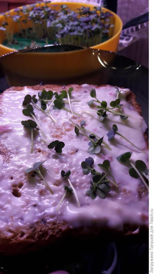 Можно ли выращивать эти семена в контейнерах. Эксперимент №2. Выбираем контейнер для проращивания семян