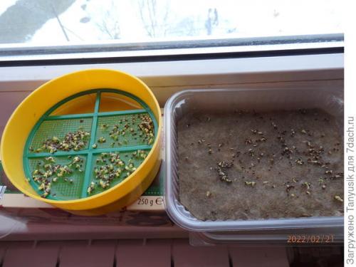 Можно ли выращивать эти семена в контейнерах. Эксперимент №2. Выбираем контейнер для проращивания семян