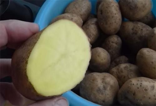 Картофель Тулеевский – характеристика сорта, отзывы, вкусовые качества