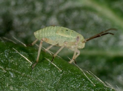 Болезни клубники и садовой земляники. Серая гниль 10 Болезни клубники и садовой земляники. Серая гниль 10