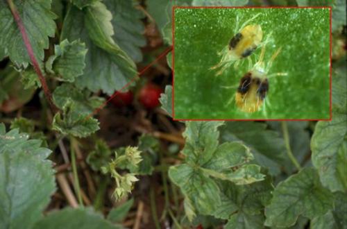 Болезни клубники и садовой земляники. Серая гниль 11 Болезни клубники и садовой земляники. Серая гниль 11
