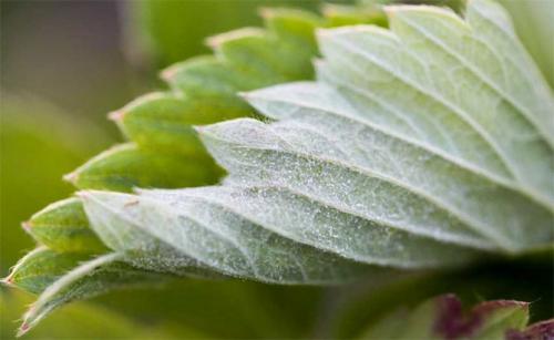 Болезни клубники осенью. Основные заболевания