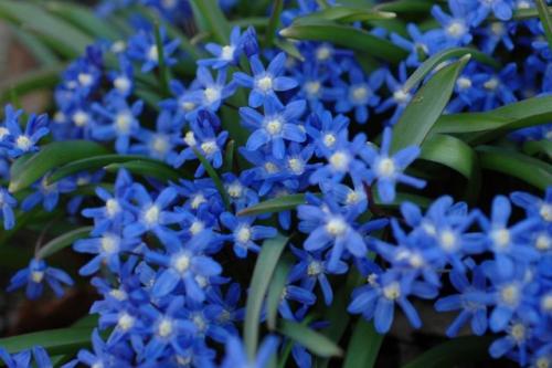 Какие из низкорослых многолетников наиболее устойчивы к морозу. Морозостойкие луковичные многолетники