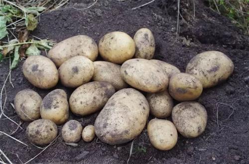 Сорт картофеля Адретта. Описание сорта картофеля Адретта – характеристика, достоинства и недостатки, отзывы
