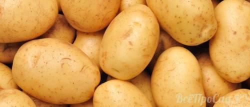 Чем отличается картофель Гала от адретты. Картофель сорта Гала — выращивание и уход
