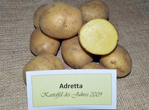 Сорт картофеля Адретта. Описание сорта картофеля Адретта – характеристика, достоинства и недостатки, отзывы