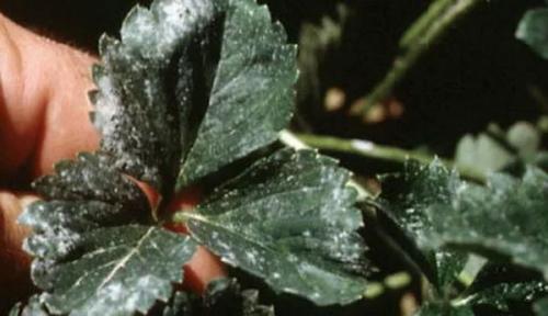 Пятна на листьях клубники осенью. Мучнистая роса