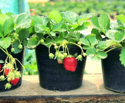 Клубника после зимы в пятнах. Лечение рамуляриоза 19