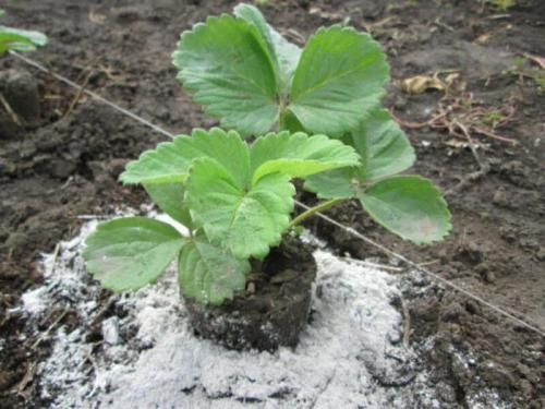 Этапы подкормки клубники. Особенности подкормки клубники в разное время