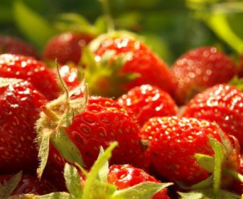 Клубника после зимы в пятнах. Лечение рамуляриоза 16