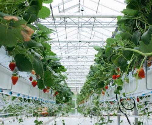 Клубника после зимы в пятнах. Лечение рамуляриоза 14