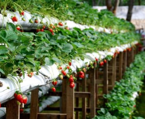 Клубника после зимы в пятнах. Лечение рамуляриоза 20