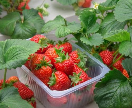 Клубника после зимы в пятнах. Лечение рамуляриоза 10