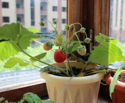 Клубника после зимы в пятнах. Лечение рамуляриоза 15