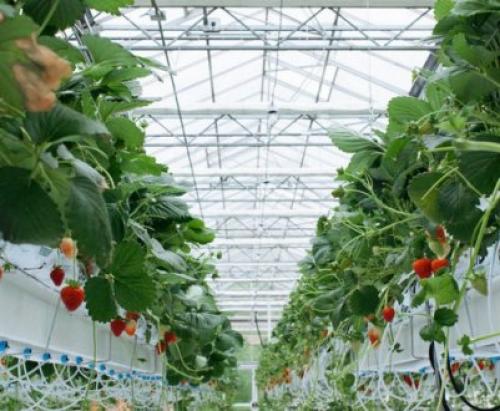 Клубника после зимы в пятнах. Лечение рамуляриоза 21