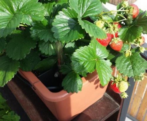 Клубника после зимы в пятнах. Лечение рамуляриоза 17