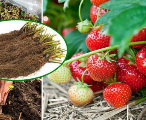 Клубника после зимы в пятнах. Лечение рамуляриоза 11