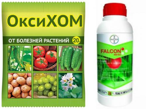 Клубника после зимы в пятнах. Лечение рамуляриоза 02